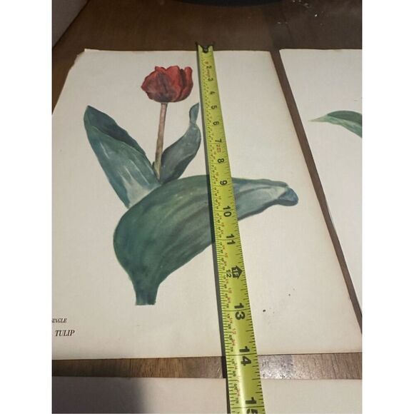 Flowers Drawn by Arlette Davids Text by Princess Bibesco prints Red  10x14” - Picture 12 of 12